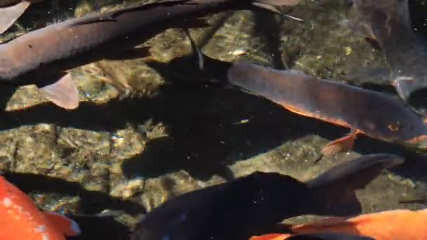 Carpe nageuse dans l'étang gros plan 