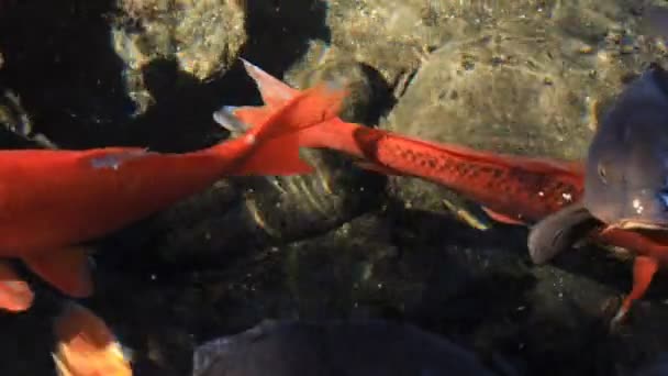 Carpa de natação na lagoa close-up — Vídeo de Stock