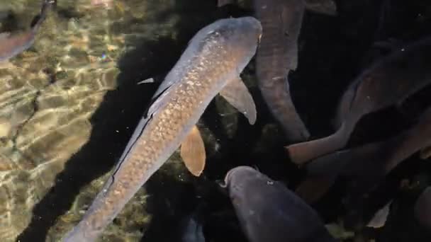 Swimming carp in the pond closeup — Stock Video