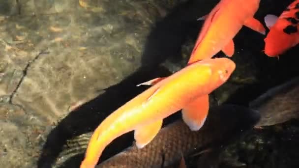 Carpe nageuse dans l'étang gros plan 