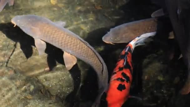 Carpa di nuoto nello stagno primo piano — Video Stock