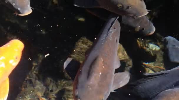 Swimming carp in the pond closeup — Stock Video