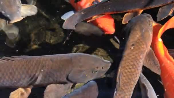 Carpa de natação na lagoa close-up — Vídeo de Stock