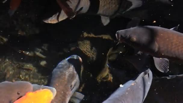 Schwimmende Karpfen im Teich Nahaufnahme — Stockvideo