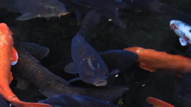 Carpa de natación en el estanque — Vídeo de stock