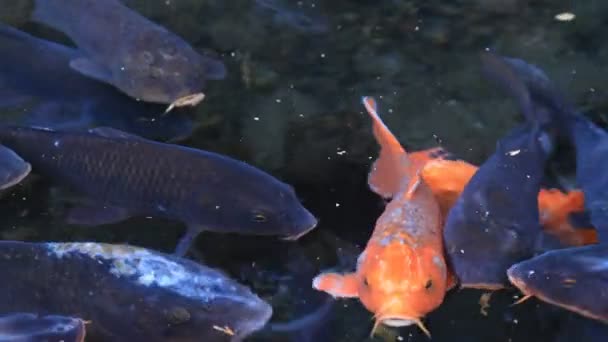Natation de la carpe dans l'étang 