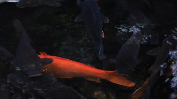 Swimming carp in the pond — Stock Video