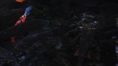 Havuzda yüzme sazan