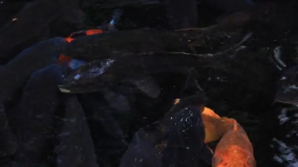 Плавальний короп у ставку — стокове відео