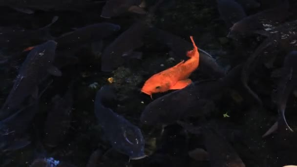 Carpa de natación en el estanque — Vídeos de Stock
