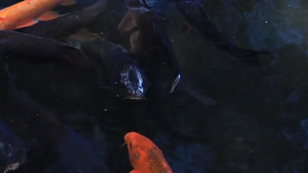 Schwimmende Karpfen im Teich — Stockvideo