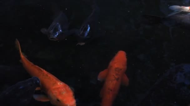 Zwemmen karpers in de vijver — Stockvideo