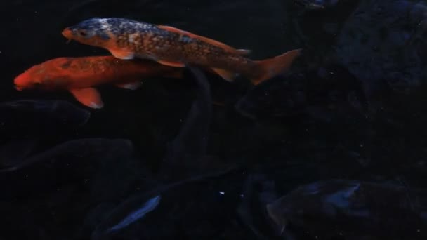 池の鯉をスイミング — ストック動画