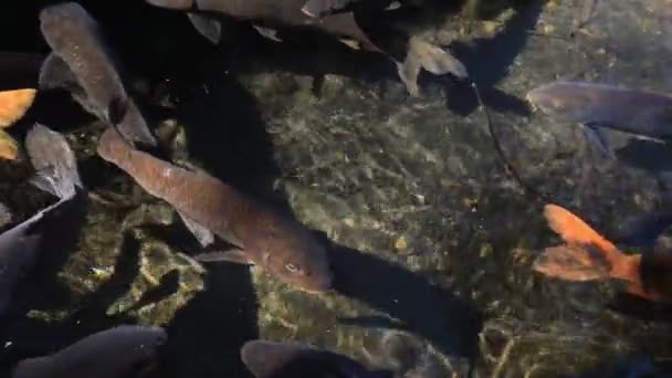 Swimming carp in the pond — Stock Video
