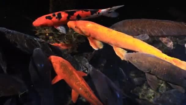 Natation de la carpe dans l'étang 