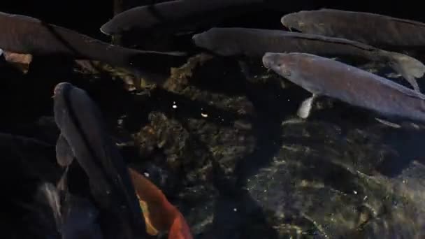 Natation de la carpe dans l'étang 