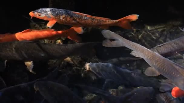 Natation de la carpe dans l'étang 