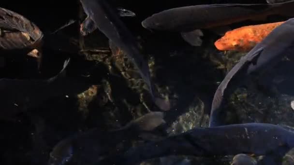 Natation de la carpe dans l'étang 