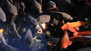 Havuzda yüzme sazan