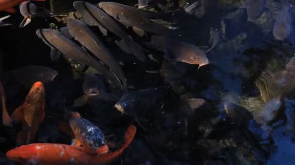 Schwimmende Karpfen im Teich — Stockvideo