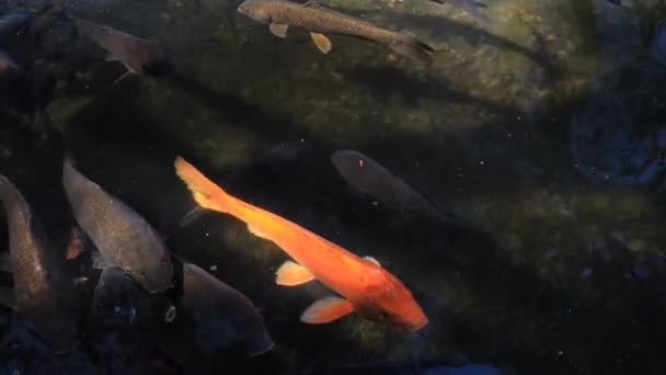 Natation de la carpe dans l'étang 