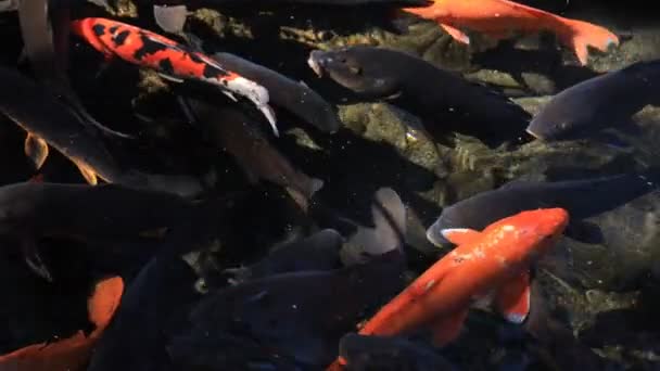 Swimming carp in the pond — Stock Video