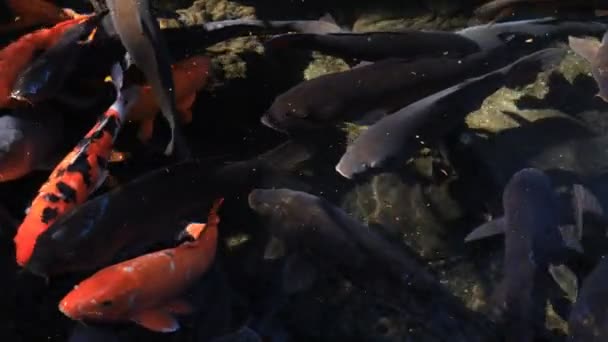 Swimming carp in the pond — Stock Video