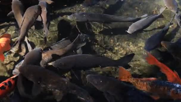 Carpa de natación en el estanque — Vídeo de stock