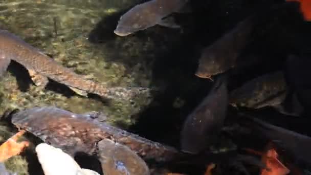 수영 잉어 연못에 — 비디오