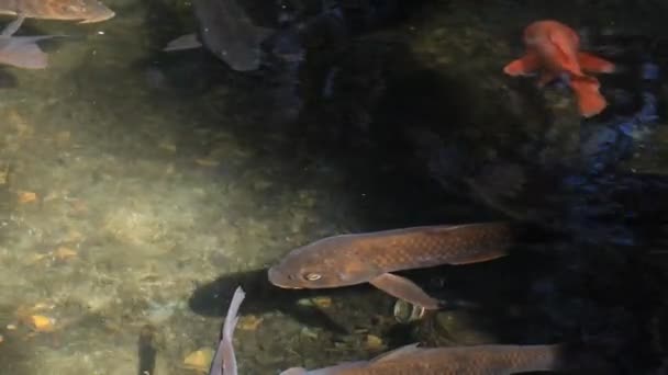 Carpa de natación en el estanque — Vídeo de stock