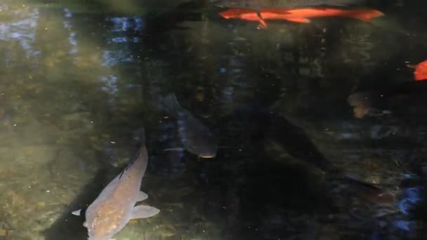 Carpa de natación en el estanque — Vídeo de stock