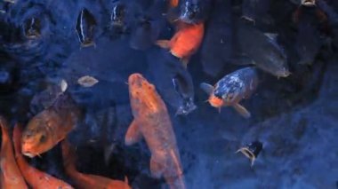 Havuzda yüzme sazan