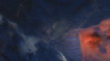 Havuzda yüzme sazan süper closeup
