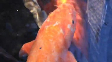 Havuzda yüzme sazan süper closeup