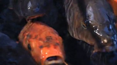 Havuzda yüzme sazan süper closeup