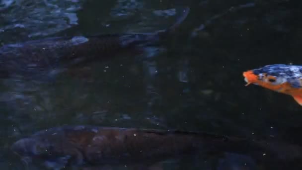 Swimming carp in the pond — Stock Video
