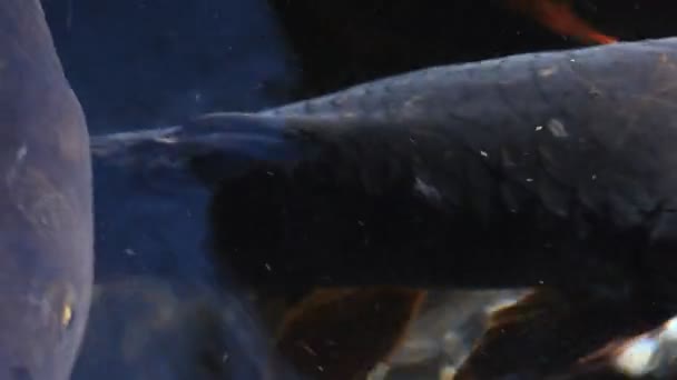 Swimming carp in the pond super closeup — Stock Video