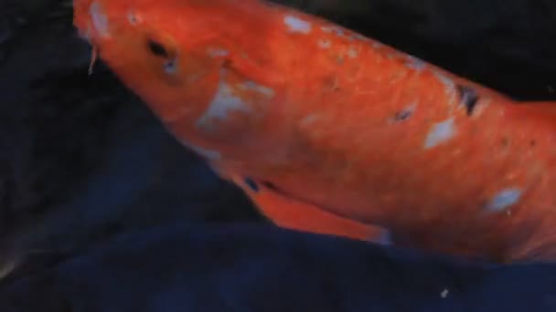 Swimming carp in the pond super closeup — Stock Video