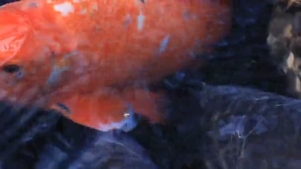 Pływanie karpia w stawie Super zbliżenie — Wideo stockowe