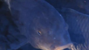 Havuzda yüzme sazan süper closeup