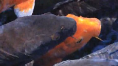 Havuzda yüzme sazan süper closeup