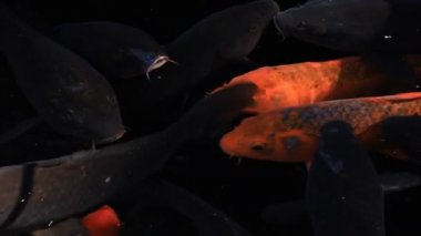 Gölette yüzme sazan izleme atış