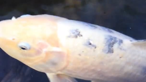 Swimming carp in the pond super closeup — Stock Video