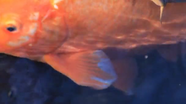 Swimming carp in the pond super closeup — Stock Video