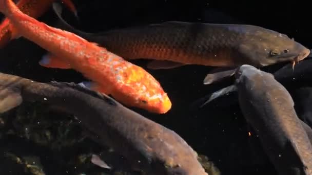 Carpe de natation dans l'étang pistage shot 