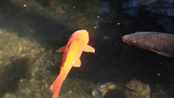 Carpa di nuoto nel colpo di monitoraggio stagno — Video Stock