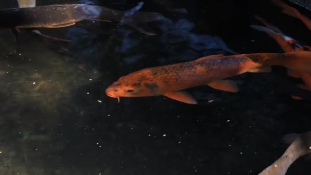 Carpe de natation dans l'étang pistage shot 