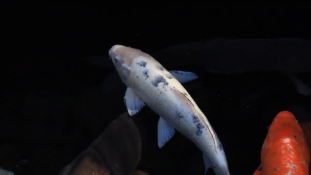 Carpe de natation dans l'étang pistage shot 