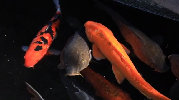 Carpa di nuoto nel colpo di monitoraggio stagno — Video Stock