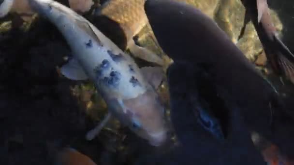 Carpe de natation dans l'étang pistage shot 